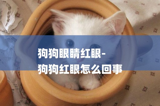 狗狗眼睛紅眼-
狗狗紅眼怎么回事