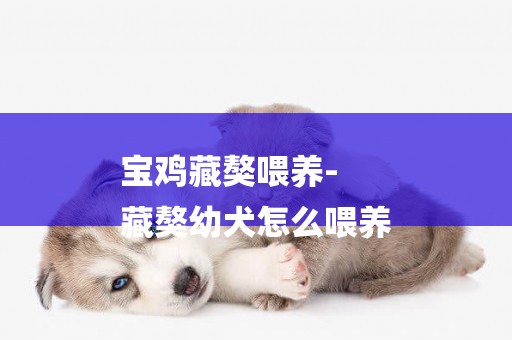 寶雞藏獒喂養-
藏獒幼犬怎么喂養
