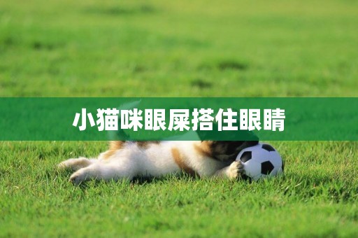 小貓咪眼屎搭住眼睛