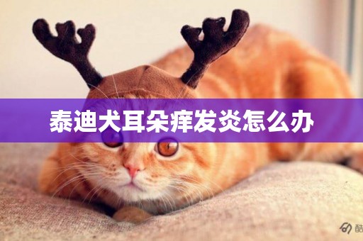 泰迪犬耳朵癢發炎怎么辦
