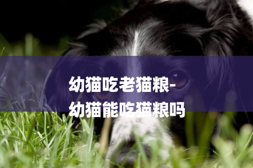 幼貓吃老貓糧-
幼貓能吃貓糧嗎