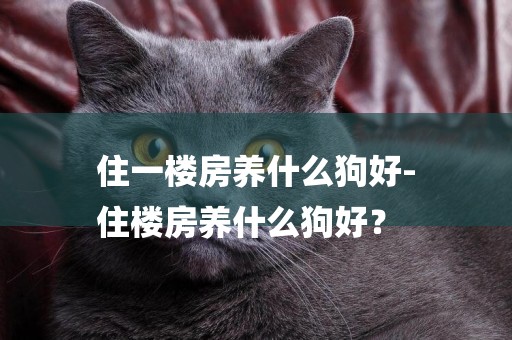 住一樓房養什么狗好-
住樓房養什么狗好？