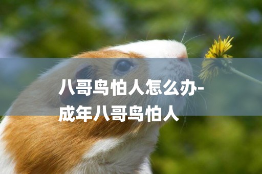八哥鳥怕人怎么辦-
成年八哥鳥怕人