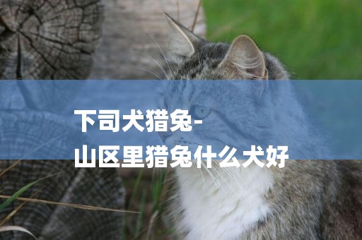 下司犬獵兔-
山區里獵兔什么犬好