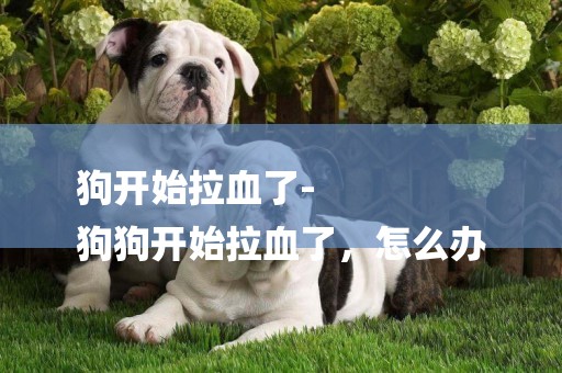 狗開始拉血了-
狗狗開始拉血了，怎么辦