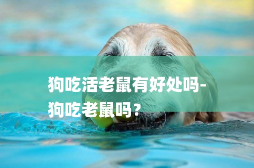 狗吃活老鼠有好處嗎-
狗吃老鼠嗎？