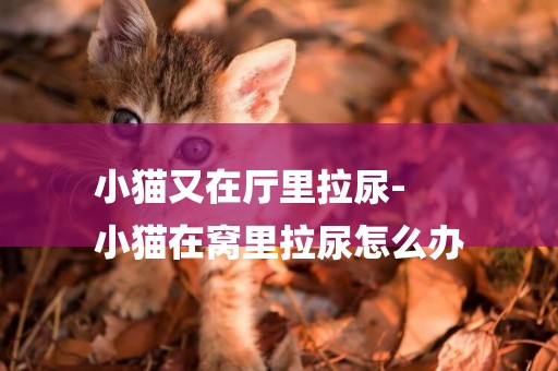 小貓又在廳里拉尿-
小貓在窩里拉尿怎么辦