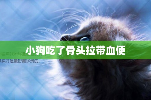 小狗吃了骨頭拉帶血便