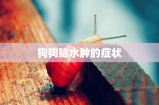 狗狗腦水腫的癥狀
