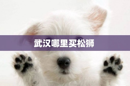 武漢哪里買松獅 