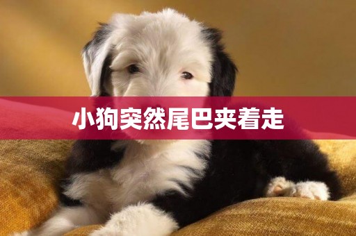小狗突然尾巴夾著走