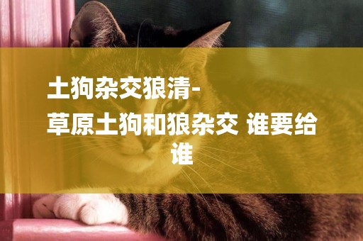 土狗雜交狼清-
草原土狗和狼雜交 誰要給誰