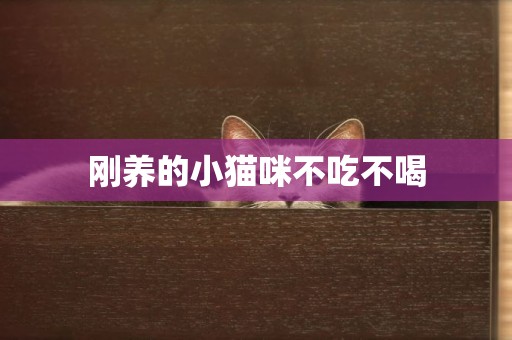 剛養的小貓咪不吃不喝