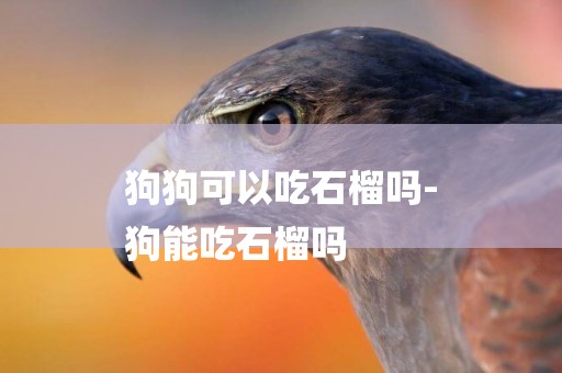 狗狗可以吃石榴嗎-
狗能吃石榴嗎
