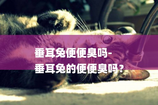 垂耳兔便便臭嗎-
垂耳兔的便便臭嗎？