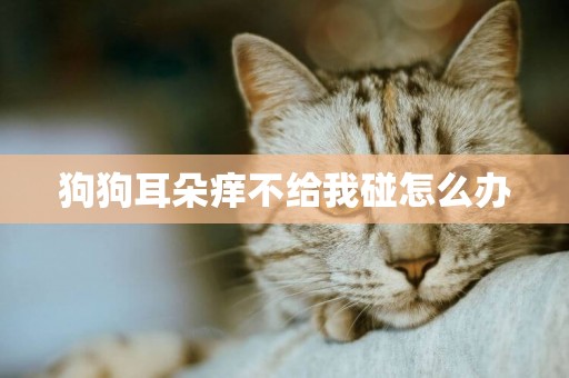 狗狗耳朵癢不給我碰怎么辦