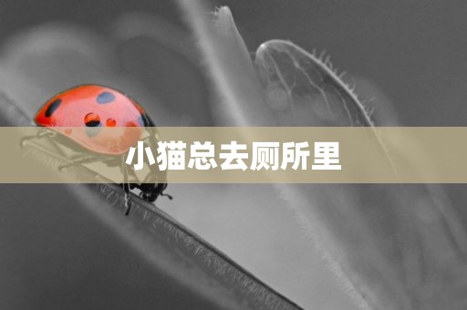小貓總去廁所里