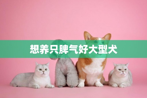想養只脾氣好大型犬