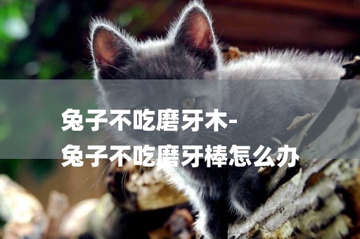 兔子不吃磨牙木-
兔子不吃磨牙棒怎么辦
