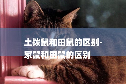 土撥鼠和田鼠的區別-
家鼠和田鼠的區別