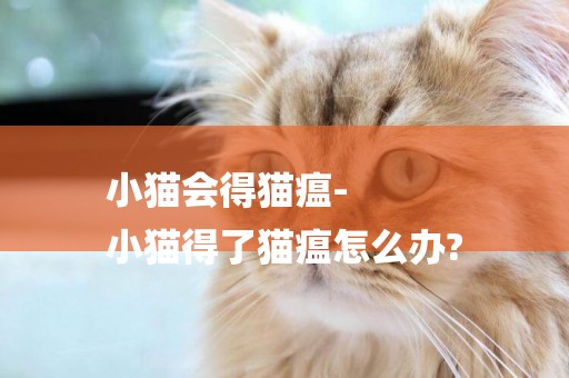 小貓會得貓瘟-
小貓得了貓瘟怎么辦?