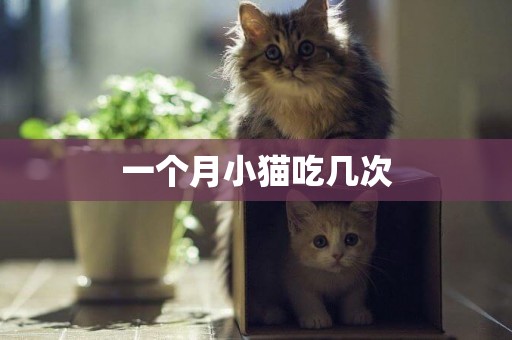 一個月小貓吃幾次