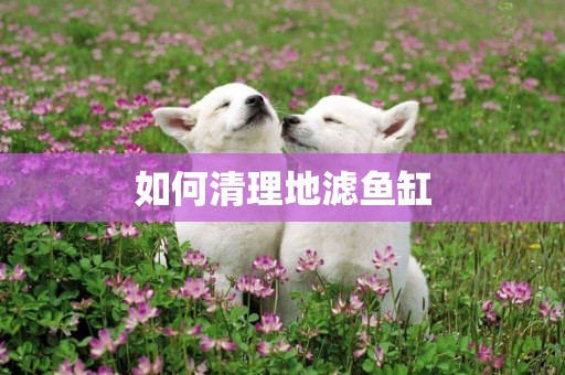 如何清理地濾魚缸