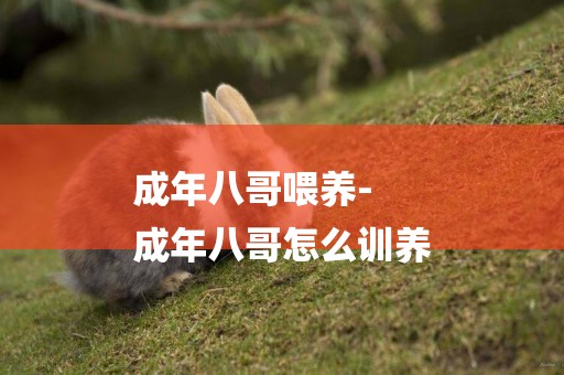 成年八哥喂養-
成年八哥怎么訓養