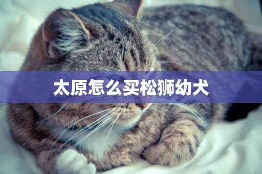 太原怎么買松獅幼犬
