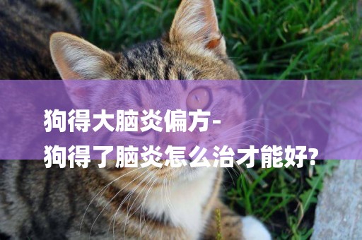 狗得大腦炎偏方-
狗得了腦炎怎么治才能好?