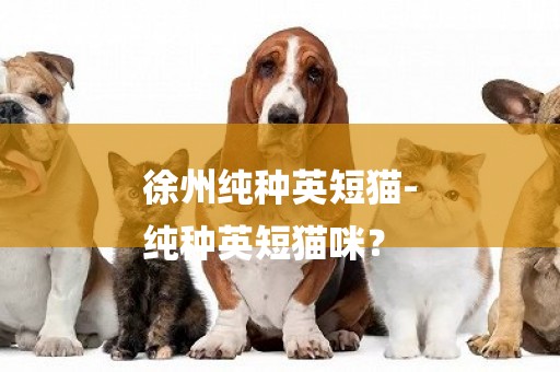 徐州純種英短貓-
純種英短貓咪？