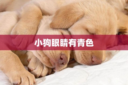 小狗眼睛有青色