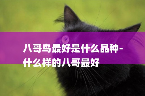 八哥鳥最好是什么品種-
什么樣的八哥最好