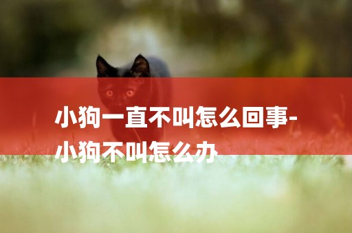 小狗一直不叫怎么回事-
小狗不叫怎么辦