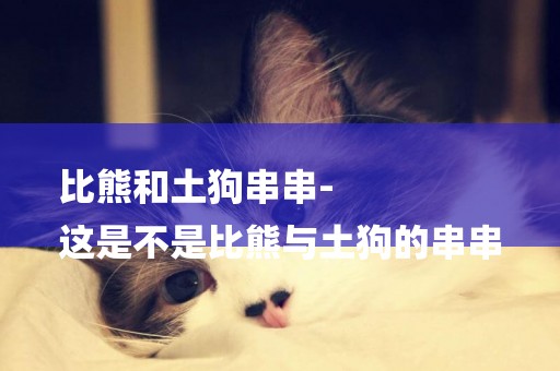 比熊和土狗串串-
這是不是比熊與土狗的串串