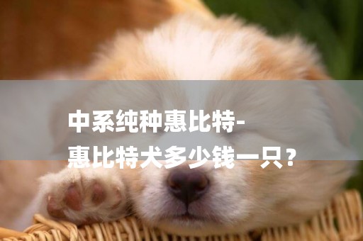 中系純種惠比特-
惠比特犬多少錢一只？