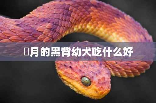 倆月的黑背幼犬吃什么好