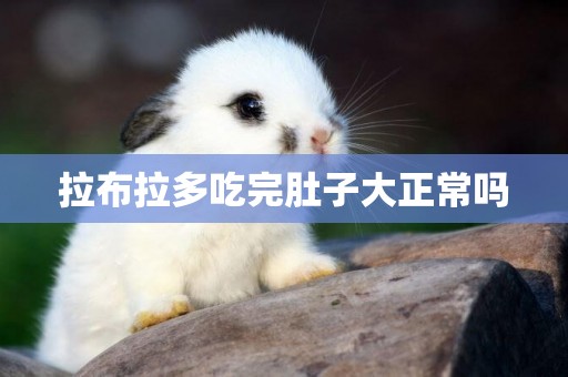 拉布拉多吃完肚子大正常嗎