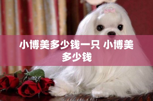 小博美多少錢一只 小博美多少錢