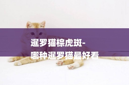 暹羅貓棕虎斑-
哪種暹羅貓最好看