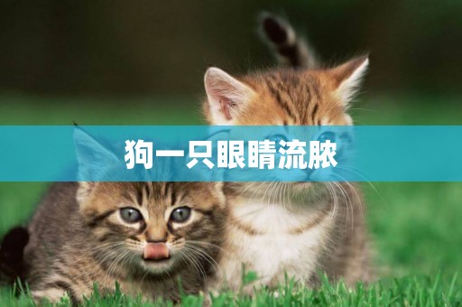 狗一只眼睛流膿