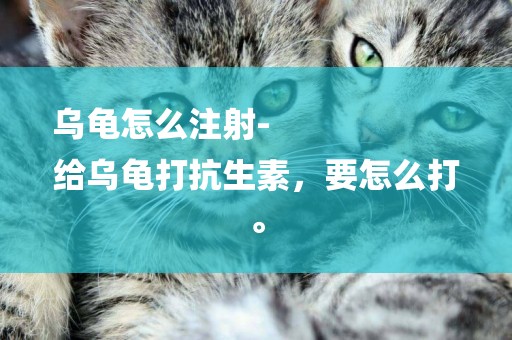 烏龜怎么注射-
給烏龜打抗生素，要怎么打。