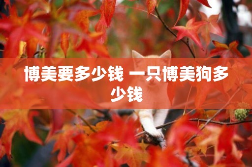 博美要多少錢 一只博美狗多少錢