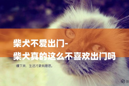 柴犬不愛出門-
柴犬真的這么不喜歡出門嗎