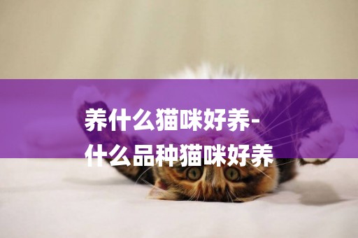 養什么貓咪好養-
什么品種貓咪好養