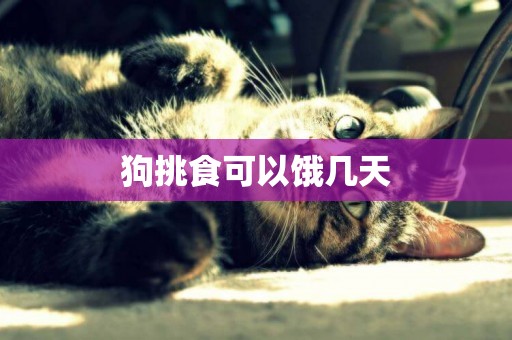 狗挑食可以餓幾天