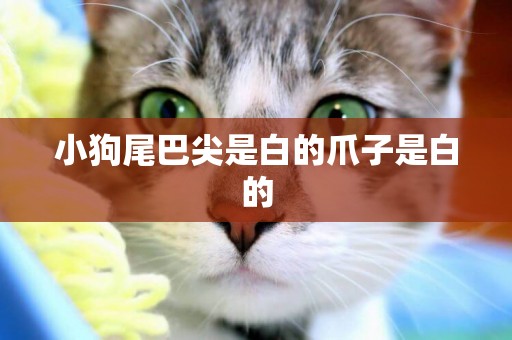 小狗尾巴尖是白的爪子是白的