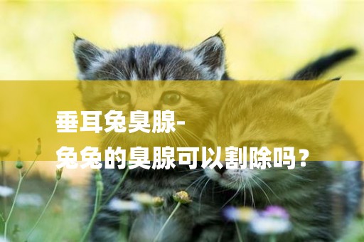 垂耳兔臭腺-
兔兔的臭腺可以割除嗎？