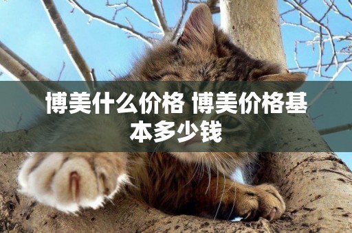 博美什么價格 博美價格基本多少錢