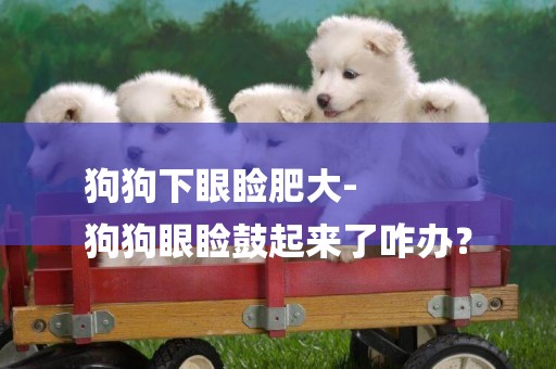 狗狗下眼瞼肥大-
狗狗眼瞼鼓起來了咋辦？